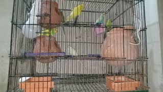 budgie beatiful cage