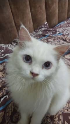 male female cat ginger and white colour 5 months old