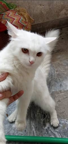 Pair of Palyful Persian Cats