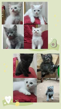 Different Variety of Pure Turkish Angora kitten available