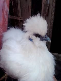 ayam