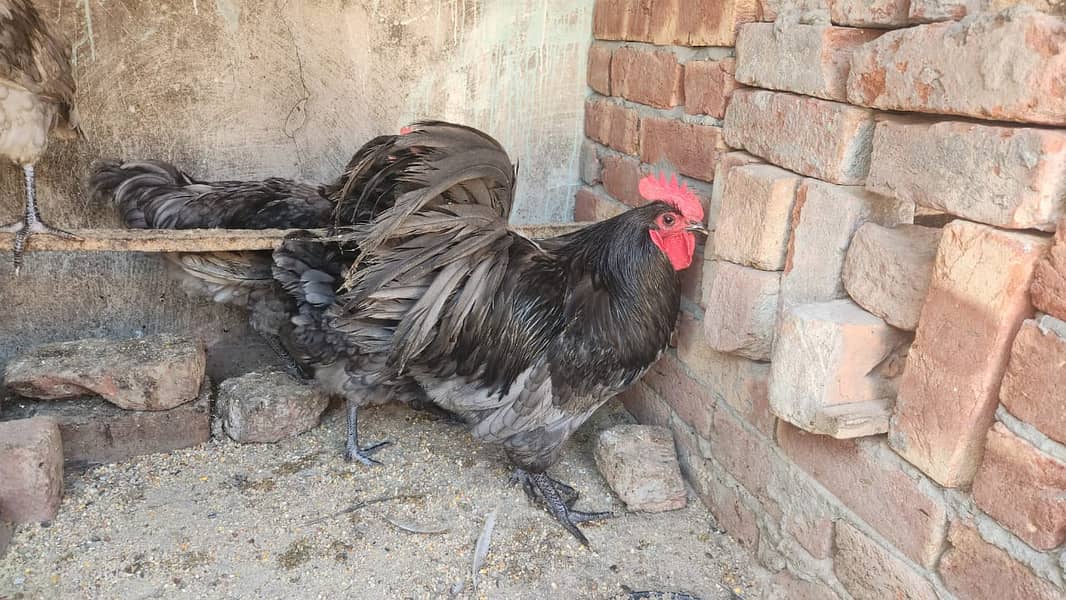 Australorp blue heritage fertile eggs 0