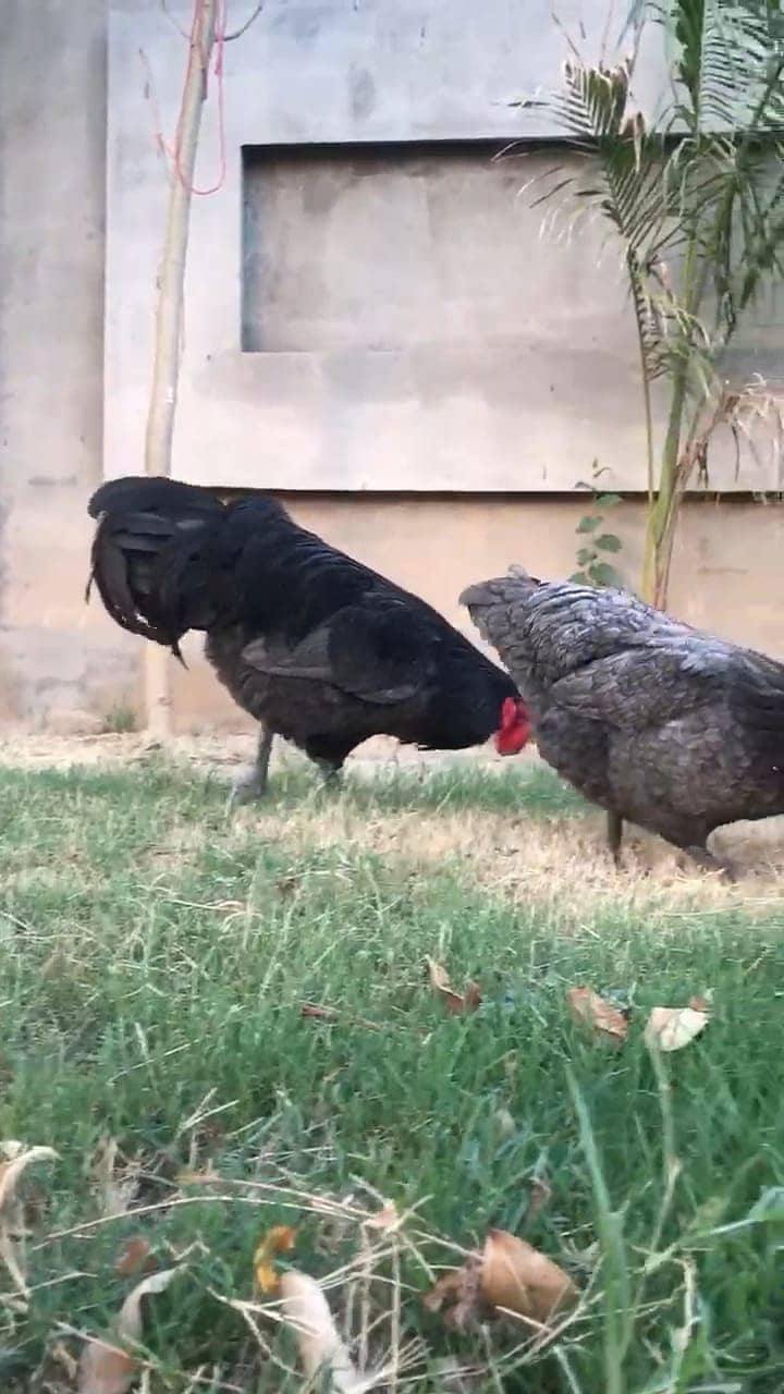 Australorp blue heritage fertile eggs 3