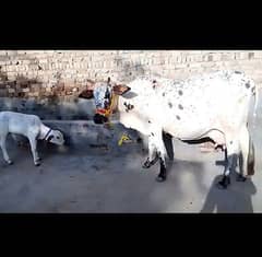 Tazi sui cow sath wacha