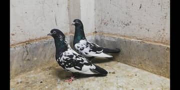 Rampuri breeder pigeons pair high quality kabootar location Sialkot