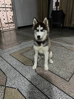 Siberian Husky Wooly Coat Full Active Male Dog 0