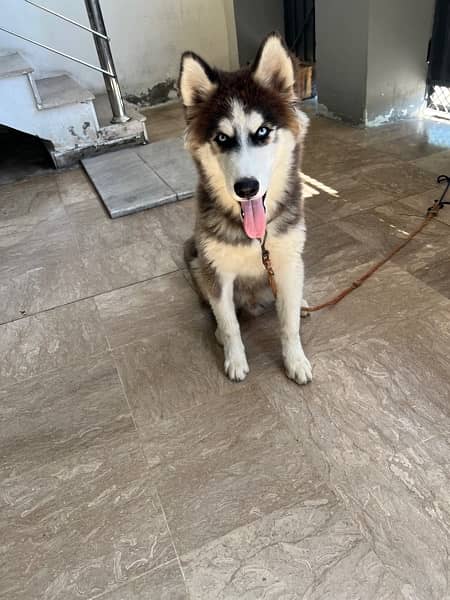 Siberian Husky Wooly Coat Full Active Male Dog 1