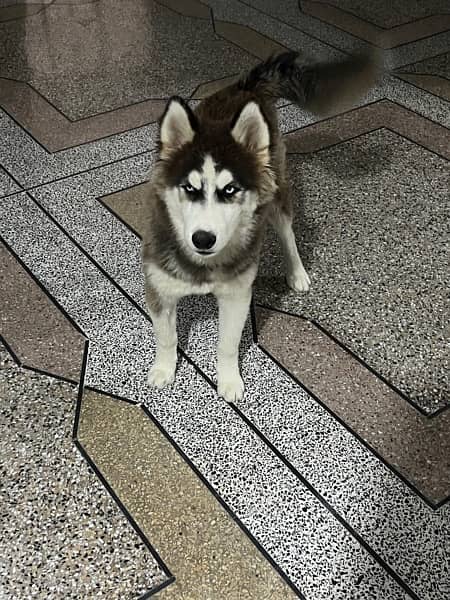 Siberian Husky Wooly Coat Full Active Male Dog 2