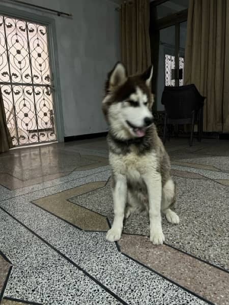 Siberian Husky Wooly Coat Full Active Male Dog 3