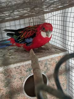 RED CRIMSON ROSELLA