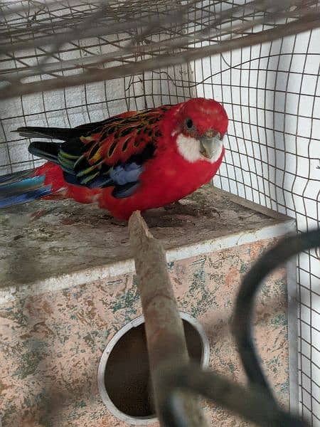 RED CRIMSON ROSELLA 0