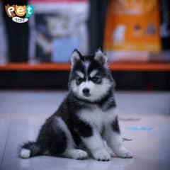 Siberian Husky Female Puppy | Odd Eyes Husky Puppy | Wooly Coat