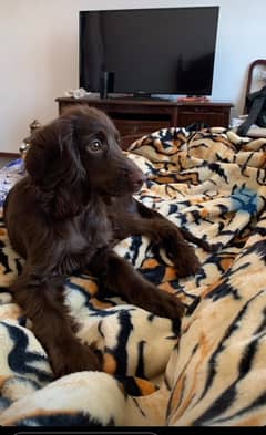 Boykin spaniel dog