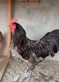 Eggs Australorp Heritage