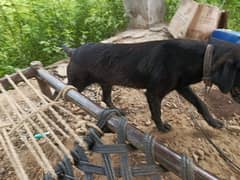 Black Labrador female