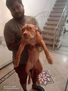 Pitbull Female Pedigree Age 3 Months Healthy and Active