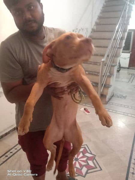 Pitbull Female Pedigree Age 3 Months Healthy and Active 1