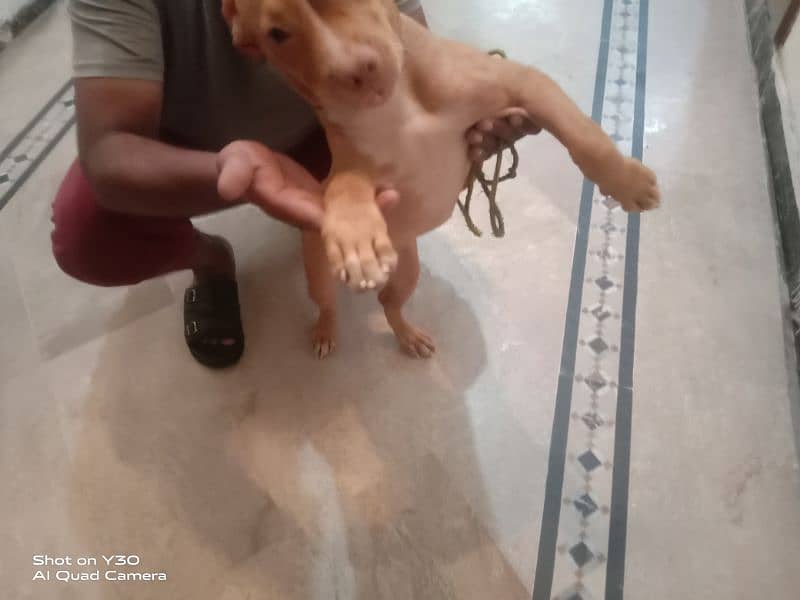 Pitbull Female Pedigree Age 3 Months Healthy and Active 3