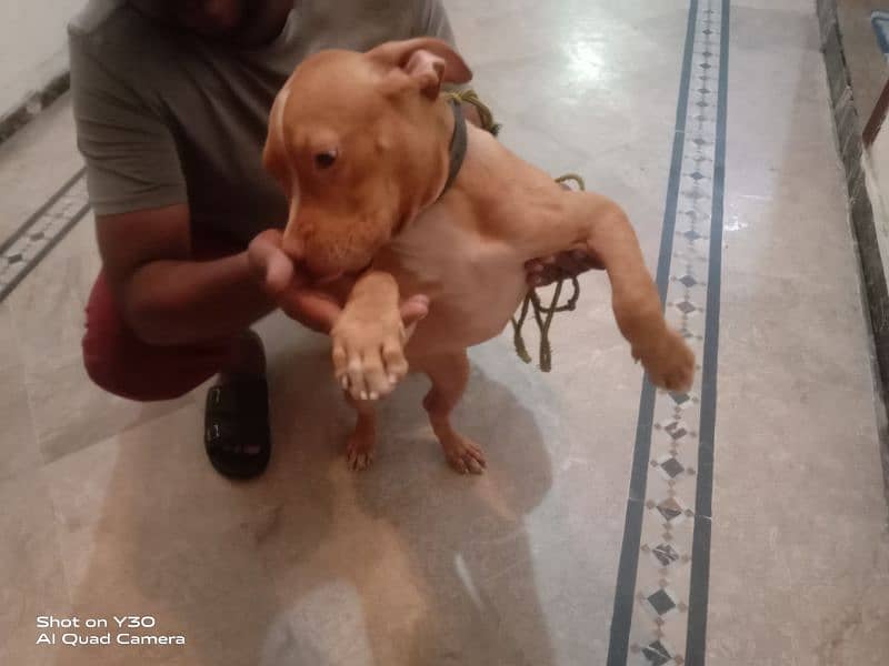 Pitbull Female Pedigree Age 3 Months Healthy and Active 4