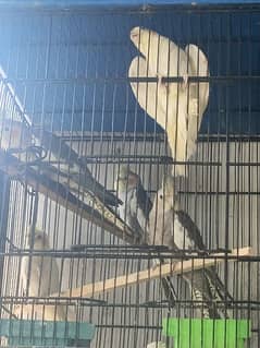 URGENT SALE Coctail, love birds