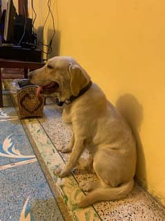 Labrador breeder female