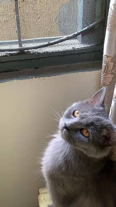 triple coated grey persian