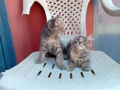 persion breed 2 beautyfull baby kitten