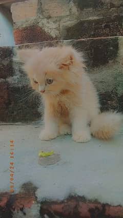 3ple coated Persian punch face female kitten 0