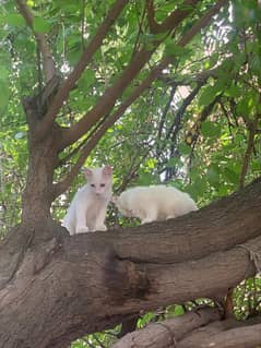 Pair of white cats for sale 0