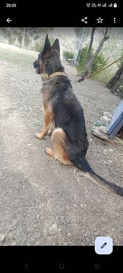 German shepherd female