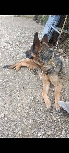 German shepherd female 1