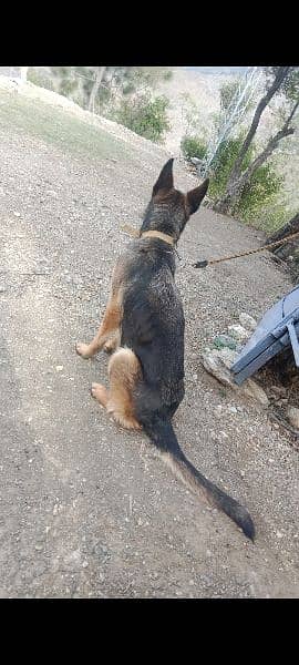 German shepherd female 2