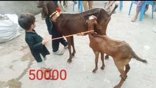 Goats 10 animal all available awla nasal urgent sale 0