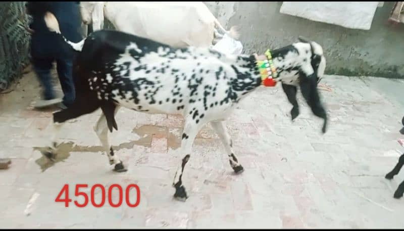 Goats 10 animal all available awla nasal urgent sale 2