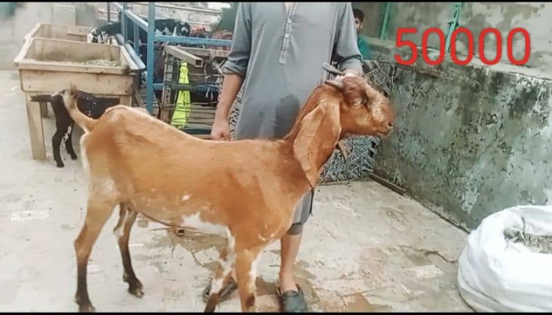 Goats 10 animal all available awla nasal urgent sale 4