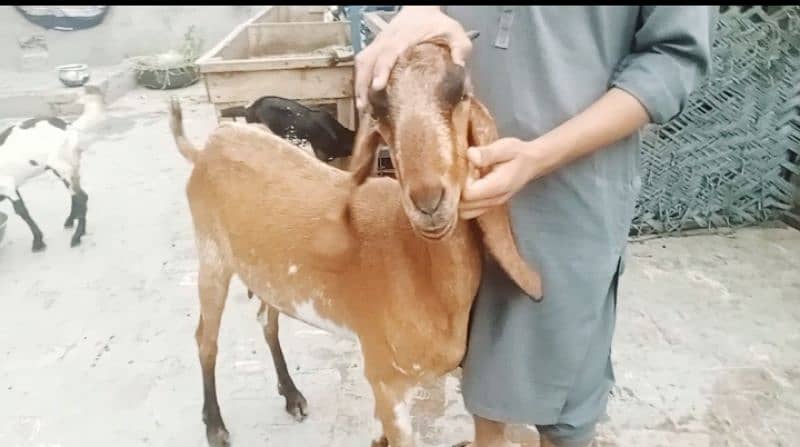 Goats 10 animal all available awla nasal urgent sale 5