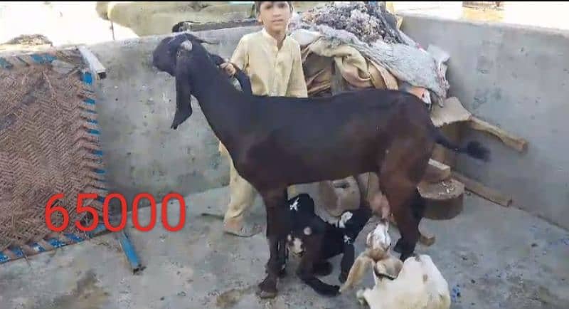 Goats 10 animal all available awla nasal urgent sale 8