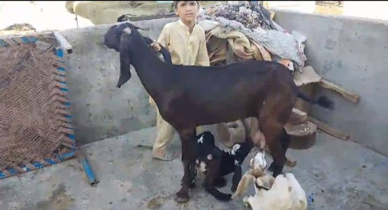 Goats 10 animal all available awla nasal urgent sale 9