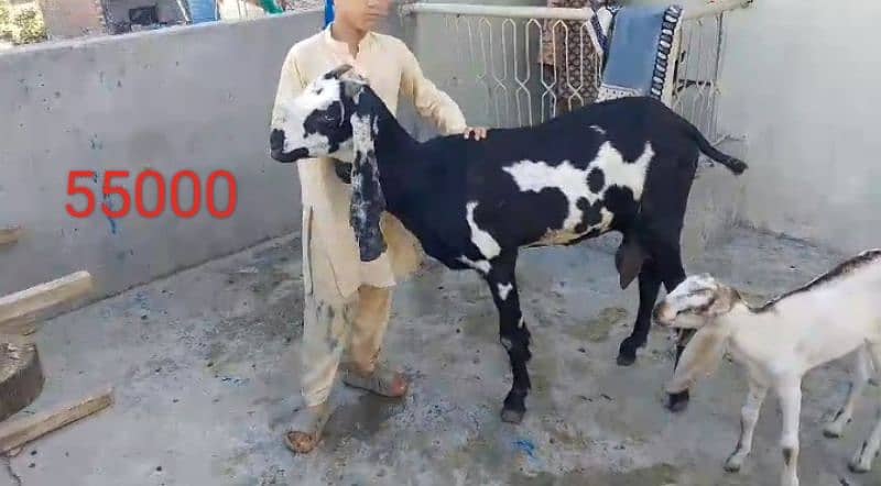 Goats 10 animal all available awla nasal urgent sale 10