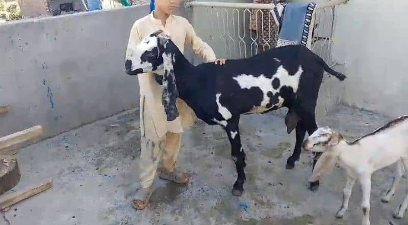 Goats 10 animal all available awla nasal urgent sale 11