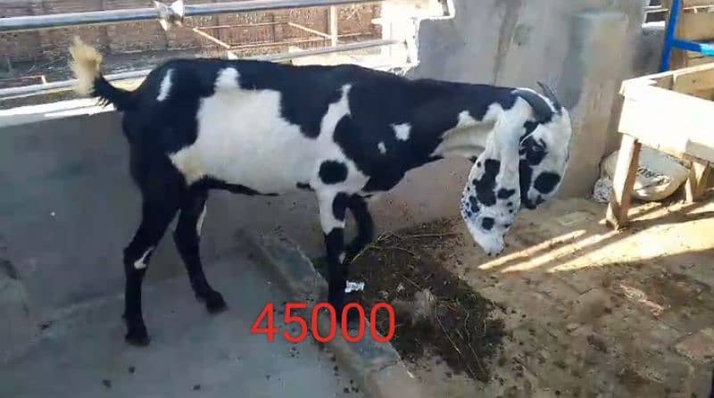 Goats 10 animal all available awla nasal urgent sale 12