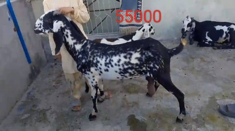 Goats 10 animal all available awla nasal urgent sale 16