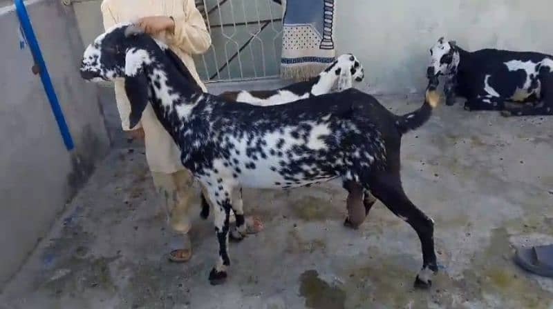 Goats 10 animal all available awla nasal urgent sale 17