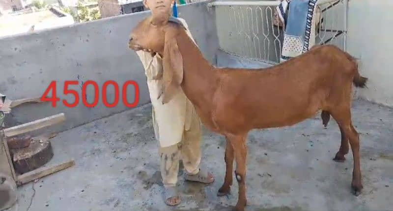 Goats 10 animal all available awla nasal urgent sale 18