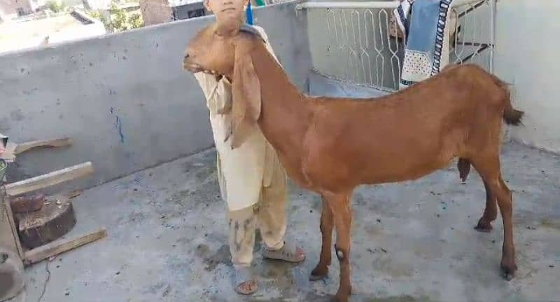 Goats 10 animal all available awla nasal urgent sale 19