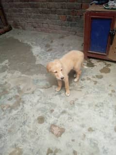 2 month old labrador dog