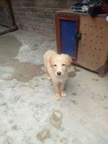 2 month old labrador dog 2