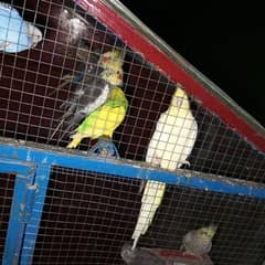 cockatiel with cage