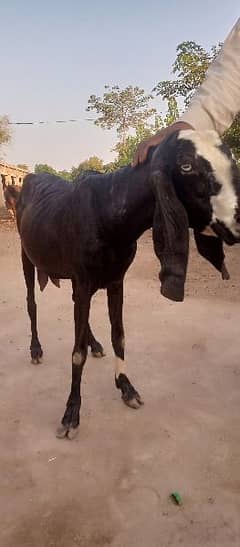 bakri for sale 0