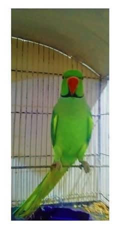 Green ringneck full talking parrot face to face talking03105227780